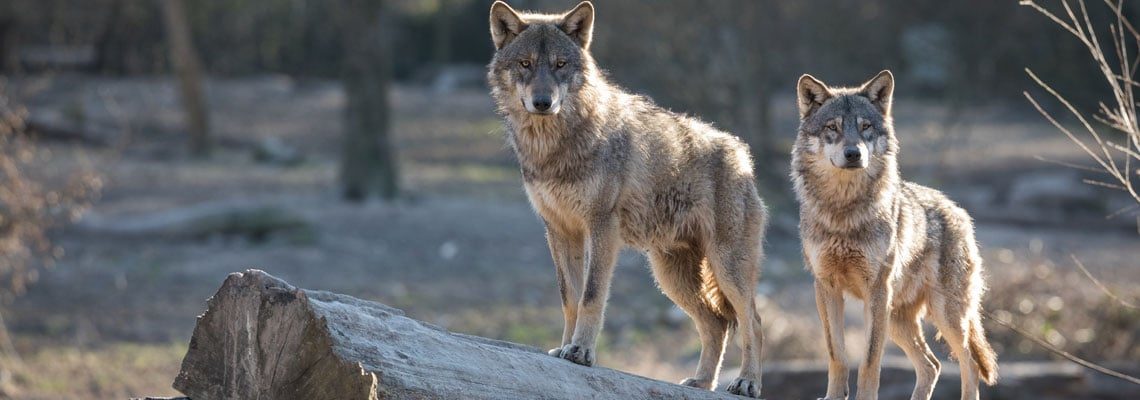 parc des loups