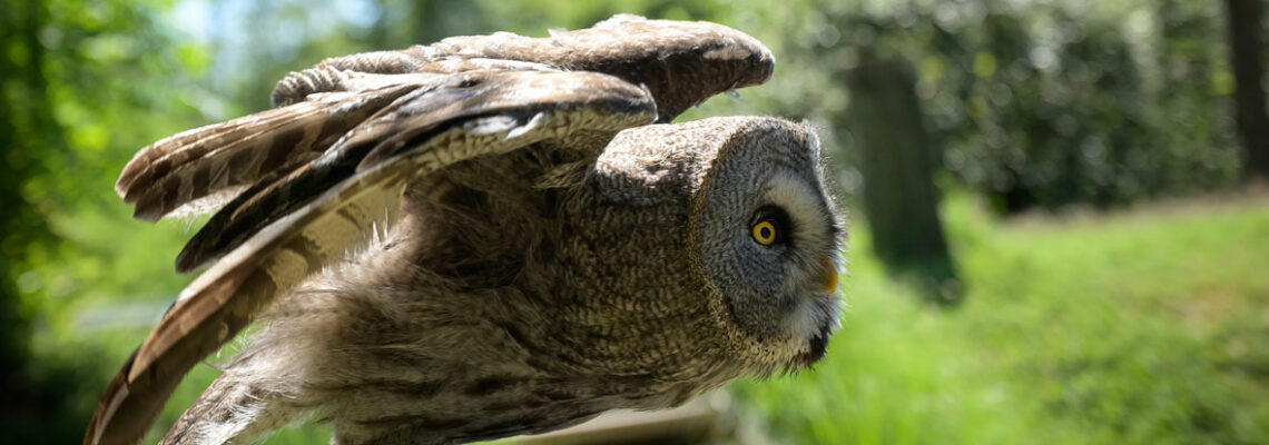 parc animalier à Annecy